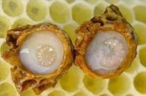 Пчелиное маточное молочко - Применение
